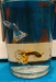 Dambo mijaic guppy